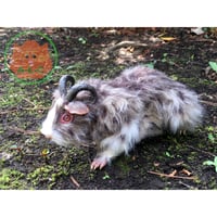 Sheep Horned-Cavy(White&Brown-Mix2)／モルホーン（白茶-Mix2）2020