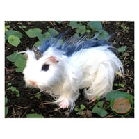 Unicorn-Cavy(White-2)／モルコーン（白-2）2020