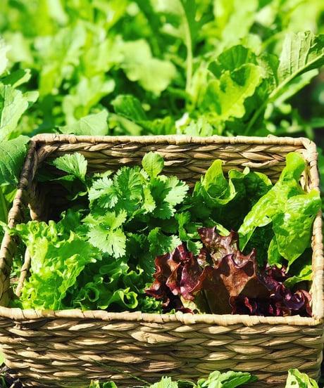 (60size, small box for 1-2 persons) Season's Best Organic Vegetables with Egg!!