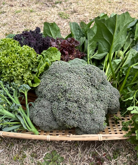 (80size)Broccoli Special Box!! | BEST BROCCOLI SEASON EVER!!