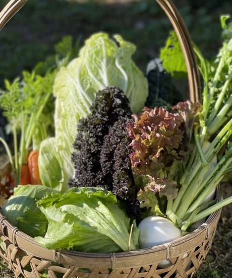 (80size)Farmer's choice! | Season's Best Organic Vegetable box!