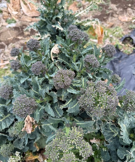 (80size)Broccoli Special Box!! | BEST BROCCOLI SEASON EVER!!