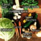 NEW!(100size X-large size) Farmer\'s choice! Deliver best vegetables in the season