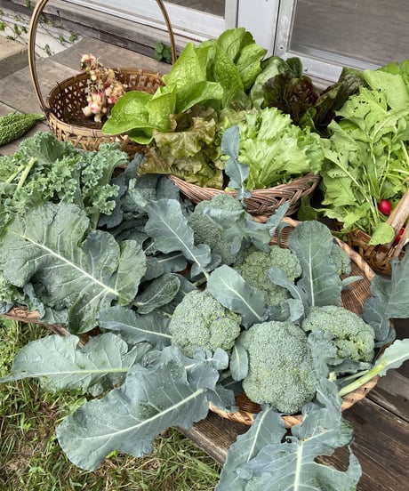 (80size)Farmer's choice! | Organic veggies, Organic Miso, and Eggs!