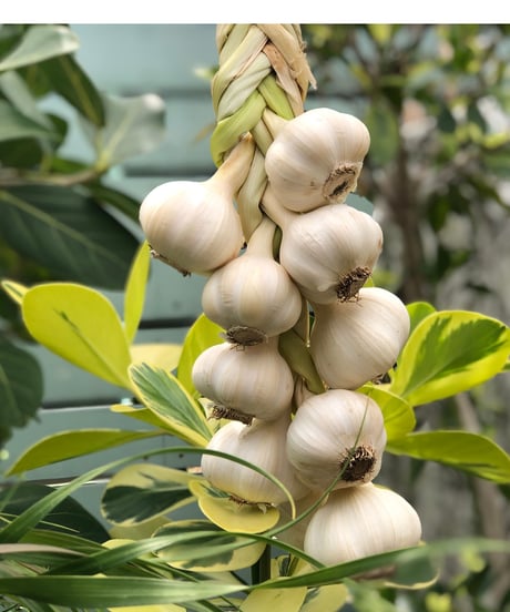 (60size)"Hanging" Organic Garlic - 10 heads of Garlics