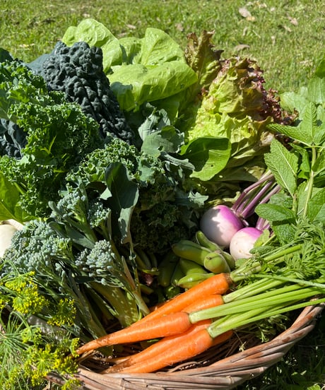 (80size)|Subcription 10boxes| Season's Best Organic Vegetable with Egg Subsription