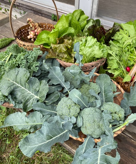 (80size)Broccoli Special Box!! | BEST BROCCOLI SEASON EVER!!