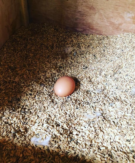 (80size)Farmer's Choice | Organic Vegetables with Eggs!