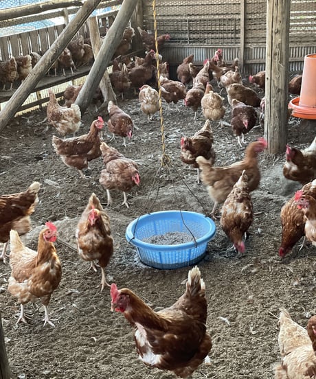 (80size)Farmer's Choice | Organic Vegetables with Eggs!