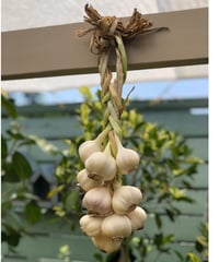 (60size)"Hanging" Organic Garlic - 10 heads of Garlics