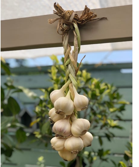 (60size)"Hanging" Organic Garlic - 10 heads of Garlics