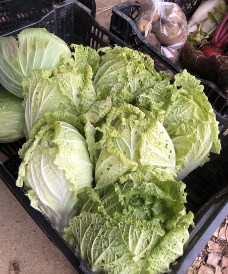 NEW!(100size X-large size) Farmer's choice! Deliver best vegetables in the season
