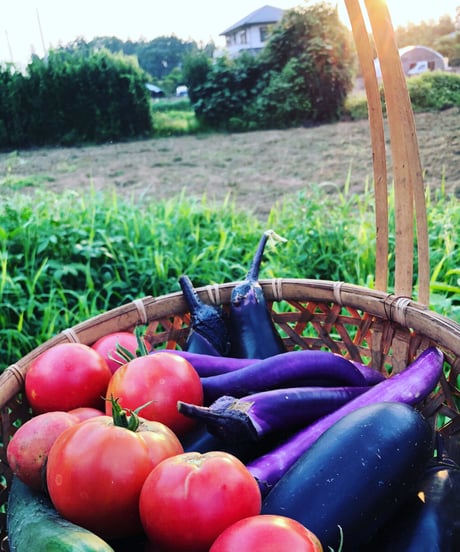 (60size, small box for 1-2 persons) Season's Best Organic Vegetables with Egg!!