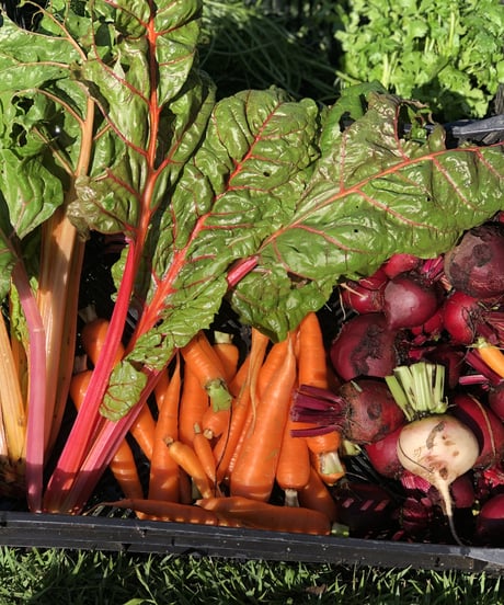 (60size, small box for 1-2 persons) Season's Best Organic Vegetables with Egg!!