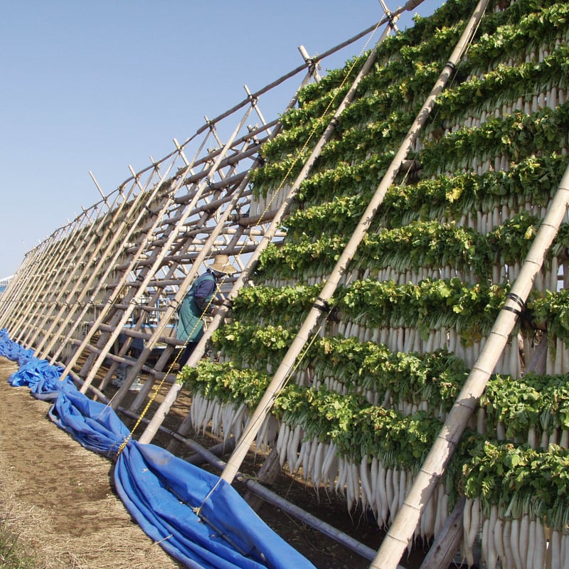 2024年】【50セット限定】【送料無料】全く未加工の宮崎県産天