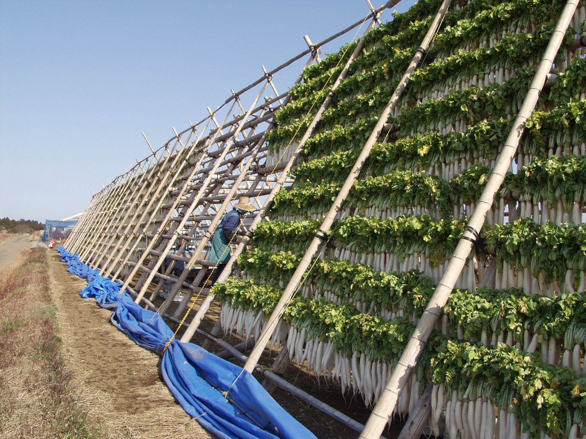 モリタ宮崎産干し大根10kg 宮崎県産 干し大根 大根 箱込み10kg - メルカリ