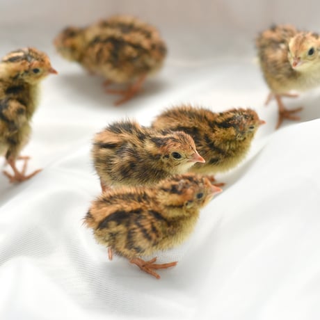 有精卵【産地直送】命のカプセル（うずらの生卵）クール便配送
