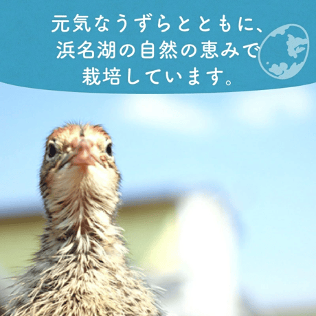 うずら育ちの熟成サツマイモ