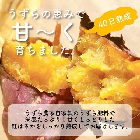 うずら育ちの熟成サツマイモ