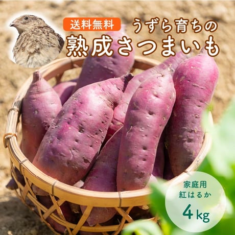 うずら育ちの熟成サツマイモ