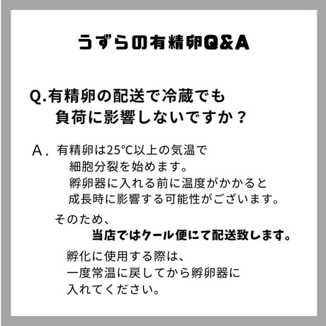 有精卵【産地直送】命のカプセル（うずらの生卵）クール便配送