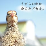 うずら卵の浜名湖ファーム公式オンラインショップ