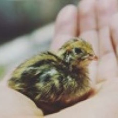 有精卵【産地直送】命のカプセル（うずらの生卵）常温配送
