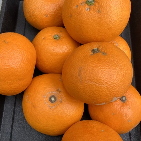 【訳ありお買い得！】甘夏・紅甘夏食べ比べセット