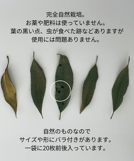 【再販】GARDEN-WILD レモンマートル