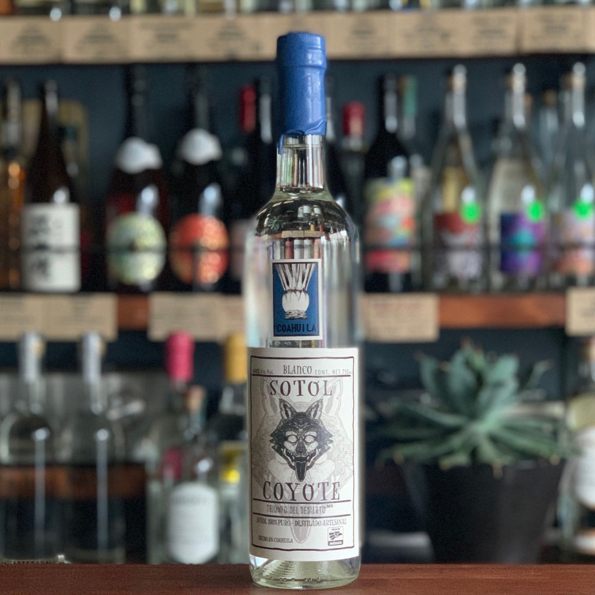 🇲🇽【ソトル】SOTOL 🇲🇽