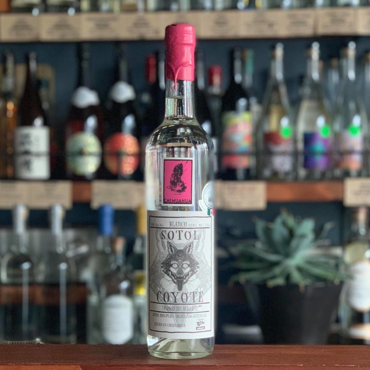 🇲🇽【ソトル】SOTOL 🇲🇽