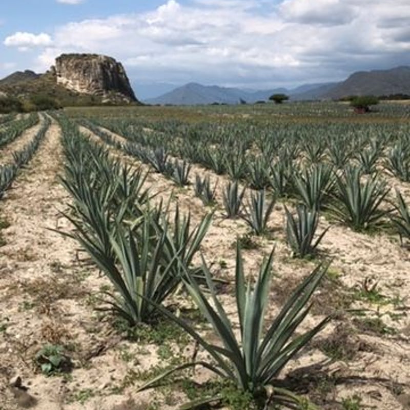 メスカル】🇲🇽 MEZCAL AMARAS / ESPADIN REPOSADO メスカル