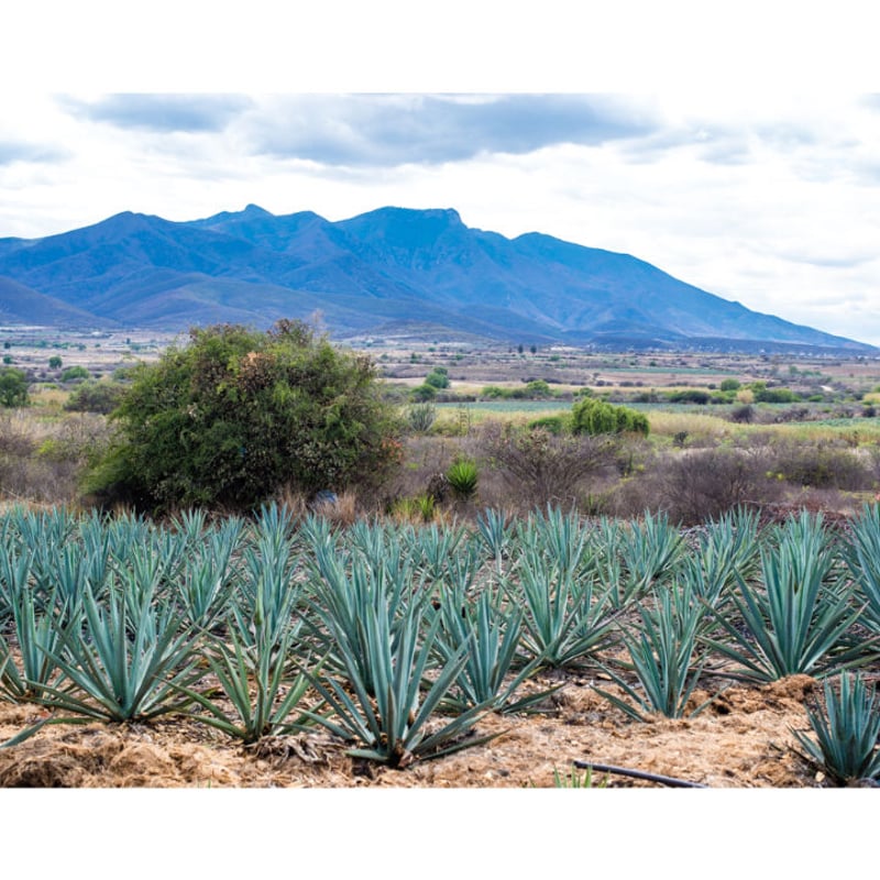 メスカル】 🇲🇽MEZCAL AMARAS / CUPREATA メスカル アマラス メスカル】 🇲🇽MEZCAL AMARAS / CUPREATA メスカル アマラス