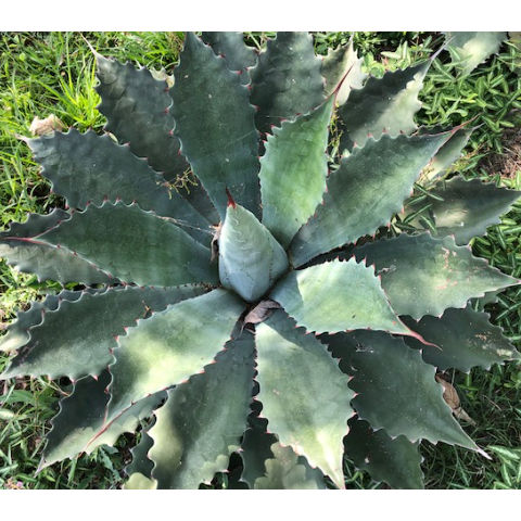 MARTÍN RAMOS メスカル アボカドとマンゴー 50ml ラ メディダ トバシーチェ 50% 750ml 箱なし スピリッツ