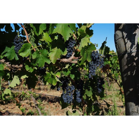 🇦🇺オーガニックワイン (泡)🇦🇺　ROSNAY ORGANIC / Sparkling White 2018  🍀【BIO】