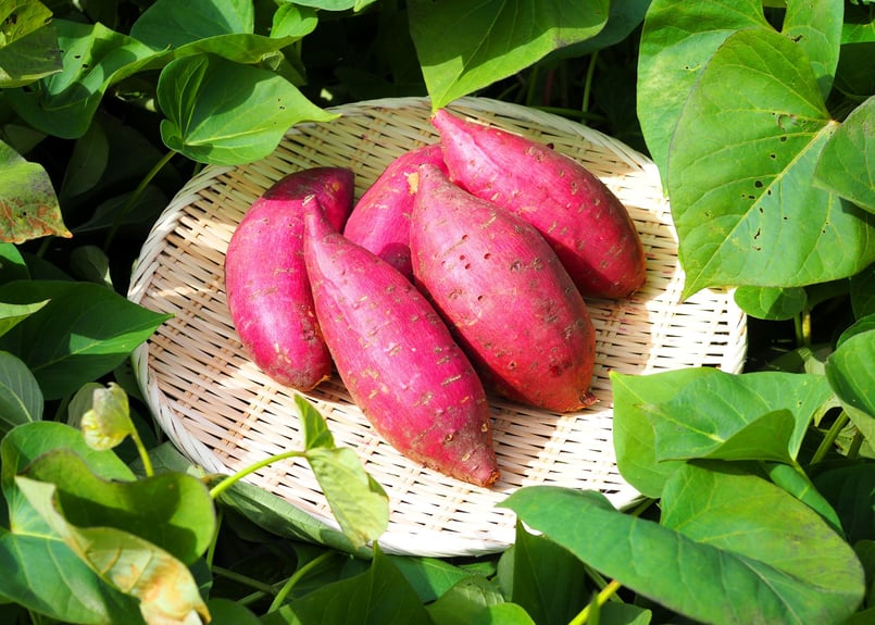 シルクスイート【5kg】2024年産 S〜L混合 | 香西農園