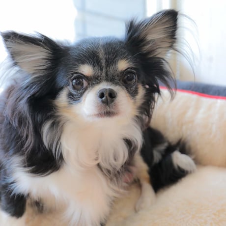 犬猫うさちゃん服 大切な日にはスペシャルなドレスを♡妖精 ohana様専用イタグレ服