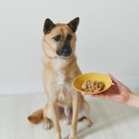 保護犬さんたちへプレゼント