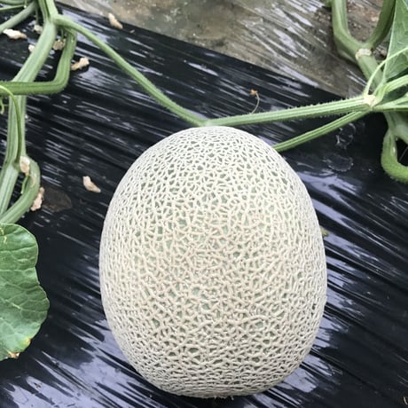 秋田あんめグリーン　2玉セット　1.6～1.7㎏