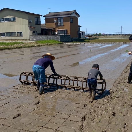 【最高級 はざがけ天日干し マサラ米　精米3kg】※常温発送