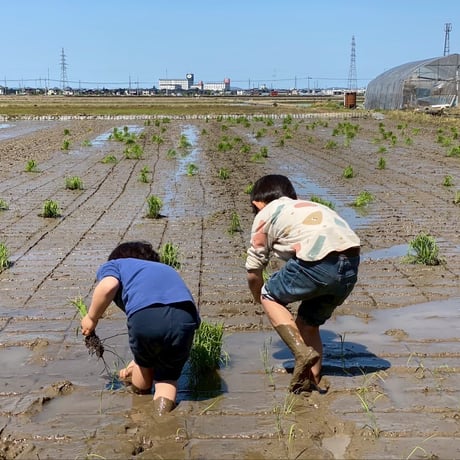 【最高級 はざがけ天日干し マサラ米　精米3kg】※常温発送