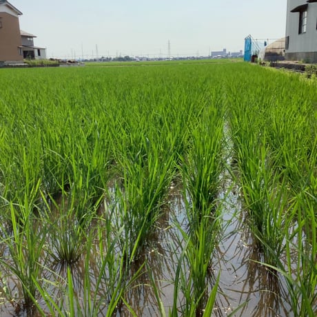 【最高級 はざがけ天日干し マサラ米　精米3kg】※常温発送