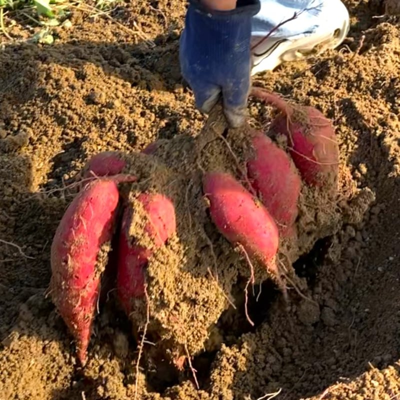 熟成 壺焼き芋【紅はるか】1kg（大きさ混合） | SOYL cafe