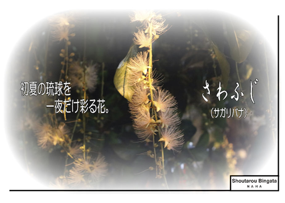 沖縄の伝統工芸品:琉球紅型の型紙デザインから生まれた「語れるシャツ