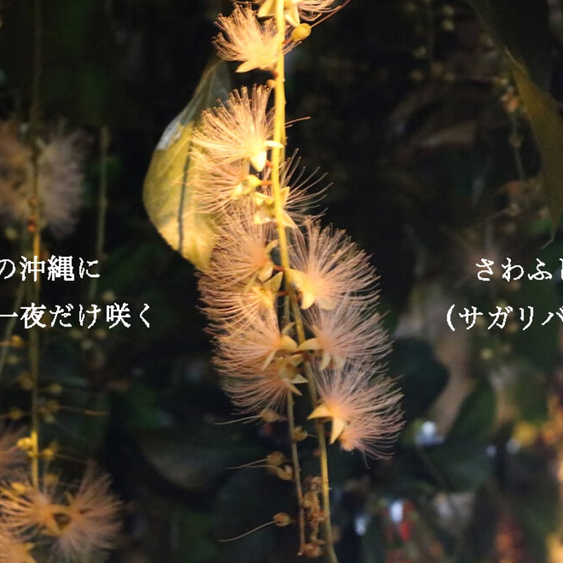 数量限定】沖縄の伝統工芸品：琉球紅型×琉球藍染めシャツ 黒藍