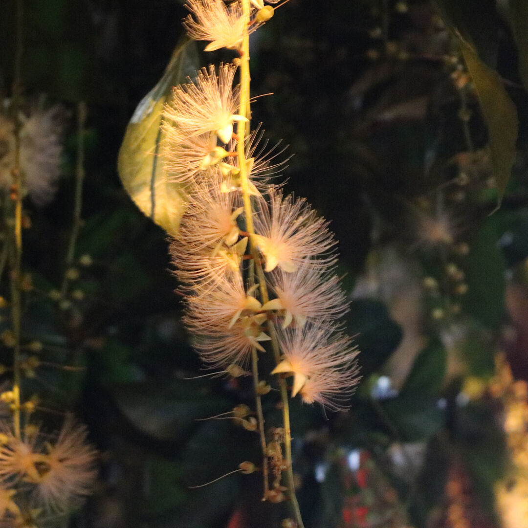 春の限定色】沖縄の伝統工芸品：琉球紅型（びんがた）の型紙デザイン