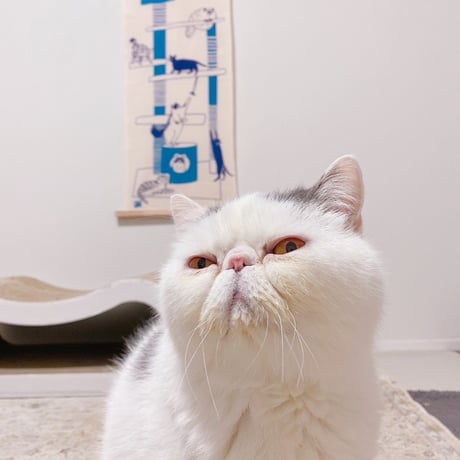 手ぬぐい｜cat tower