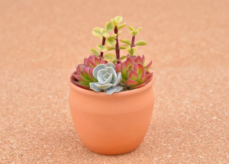 つぼ（Ｌ）　／　POT CUP (L)