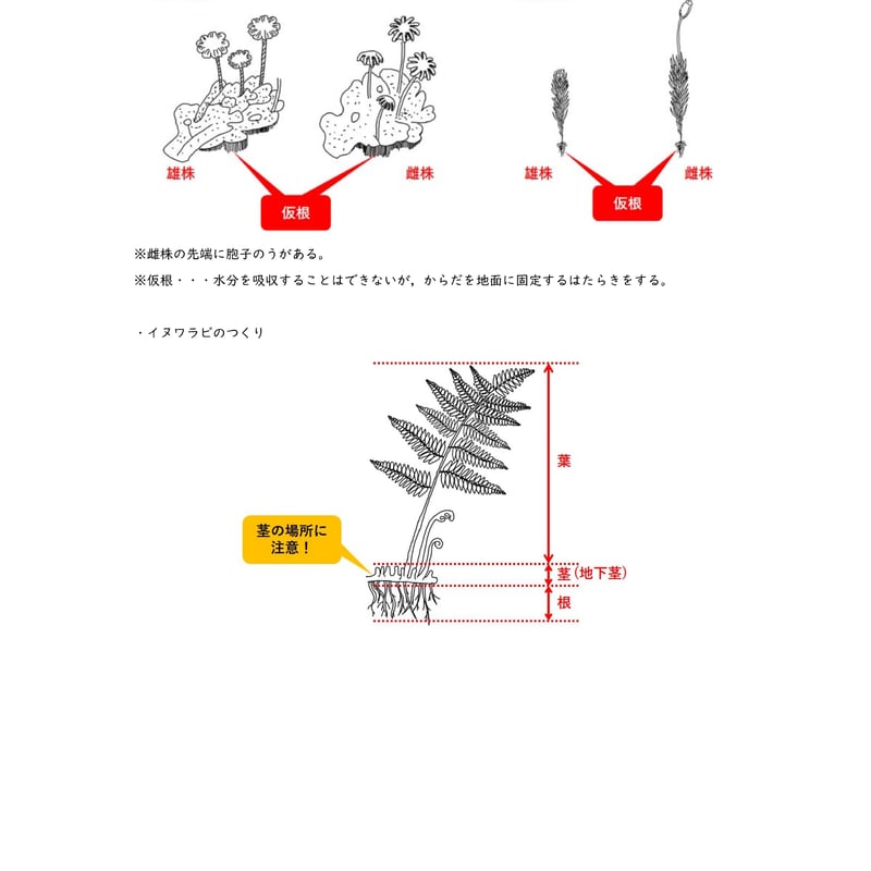 PDF】中学理科ハンドブック 中1内容編【分冊版】 | 中学理科ポイント