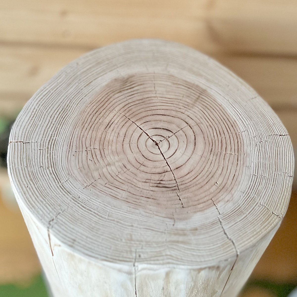 杉の丸太【Lサイズ】Q 直径24cm×高さ45cm | はちもも雑貨店